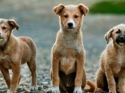 REGULAMENT privind întreținerea animalelor de companie cu și fără stăpân în municipiul Strășeni
